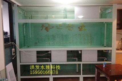 苏州商务会柯总繁殖虹鱼基地