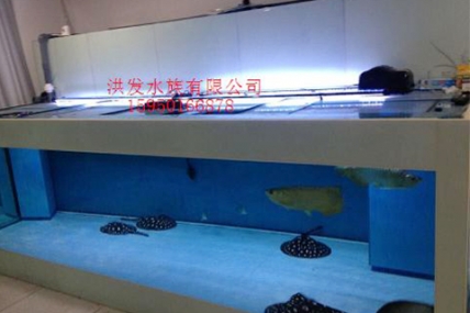 上海松江陈总繁殖《虹鱼缸》