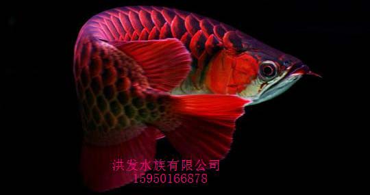 金龙鱼,红尾金龙相似,细分有橘红,粉红,深红和血红四种,其中以血红色
