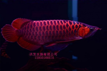 昆山红龙鱼