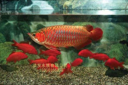 昆山红龙鱼