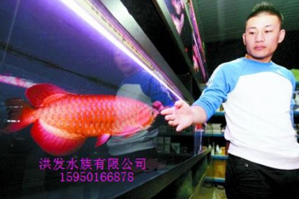 上海红龙鱼价格