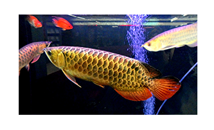 昆山鱼缸定制厂家